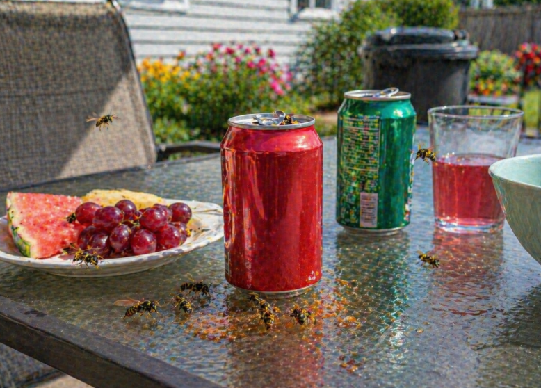 wasps swarming around soda cans, fruit, and drinks on an outdoor patio table
